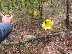 Hibiscus divaricatus