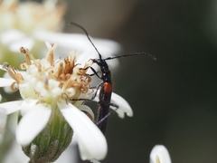 Oroderes humeralis