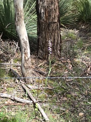 Thelymitra grandiflora