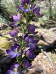 Thelymitra grandiflora
