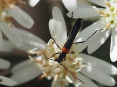 Oroderes humeralis