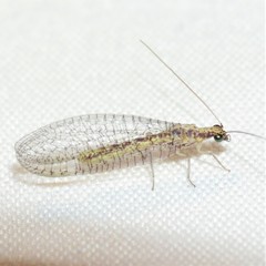 Eremochrysa punctinervis