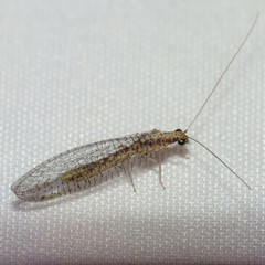 Eremochrysa punctinervis