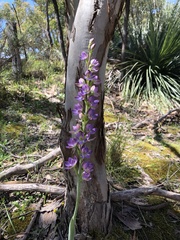 Thelymitra grandiflora