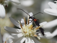 Oroderes humeralis