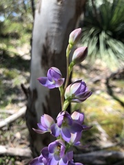 Thelymitra grandiflora