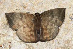 Achlyodes