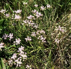 Allium drummondii