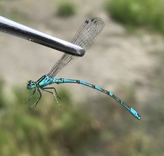 Coenagrion ornatum