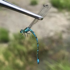 Coenagrion ornatum