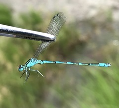 Coenagrion ornatum