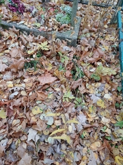 Hieracium laevigatum