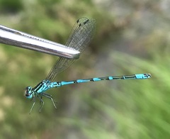 Coenagrion ornatum