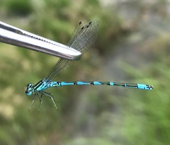 Coenagrion ornatum