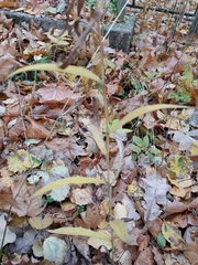 Hieracium laevigatum