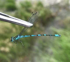 Coenagrion ornatum