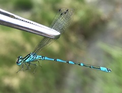 Coenagrion ornatum