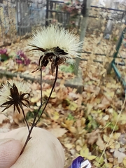 Hieracium laevigatum