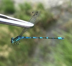 Coenagrion ornatum