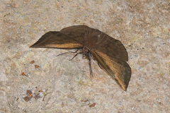 Achlyodes