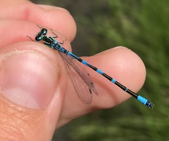 Coenagrion ornatum