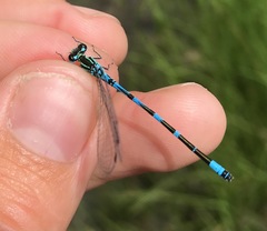Coenagrion ornatum