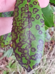 Ruptoseptoria unedonis