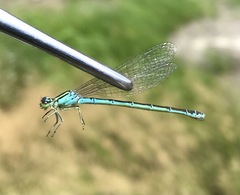 Coenagrion ornatum