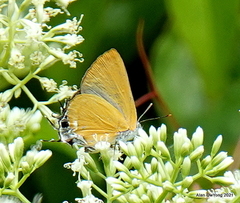 Pseudotajuria donatana