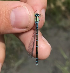 Coenagrion ornatum