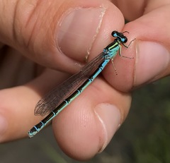 Coenagrion ornatum