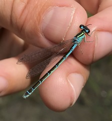 Coenagrion ornatum