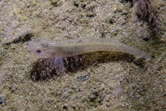 Flatback Mangrove Goby photo 5