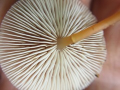 Collybia eucalyptorum