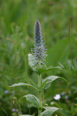 Veronica sajanensis