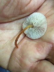 Collybia eucalyptorum