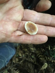 Collybia eucalyptorum
