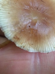 Collybia eucalyptorum