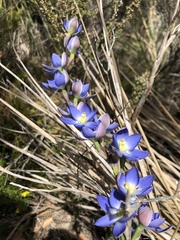 Thelymitra grandiflora