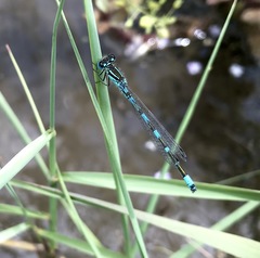 Coenagrion ornatum