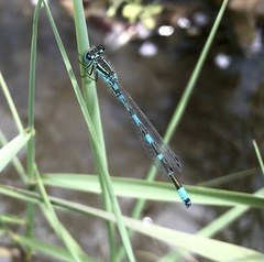 Coenagrion ornatum