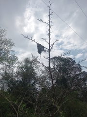 Cinnyris bifasciatus