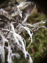 Heterodermia leucomelos