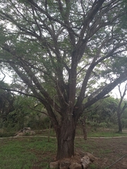 Vachellia robusta