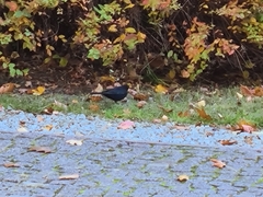 Turdus merula