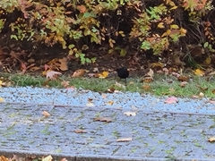 Turdus merula