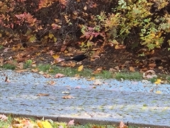 Turdus merula