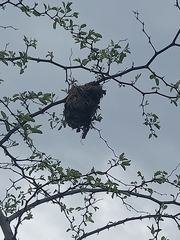 Chalcomitra senegalensis