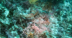 Platycephalus laevigatus