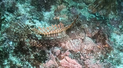 Platycephalus laevigatus